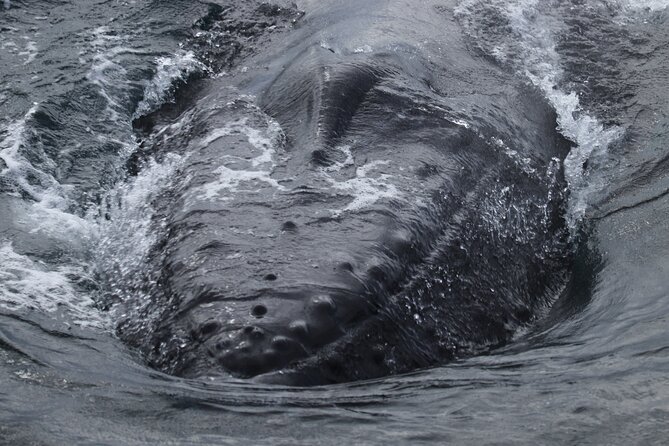 Whale Wonders Morning Expedition from Reykjavík - A 3.5-Hour Whale Watch That Feels Practical, Not Performative