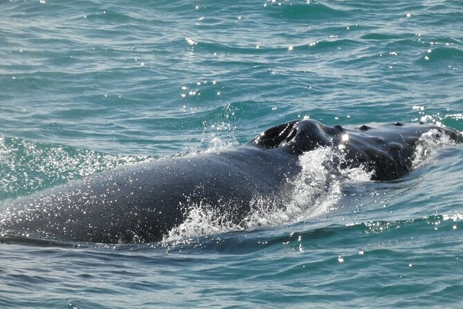 Whale Wonders Morning Expedition from Reykjavík - Staying Connected and Handling Choppy Water