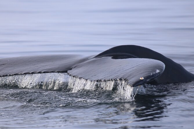 Whale Wonders Morning Expedition from Reykjavík - No Sightings? The Complimentary Trip That Lowers Your Risk