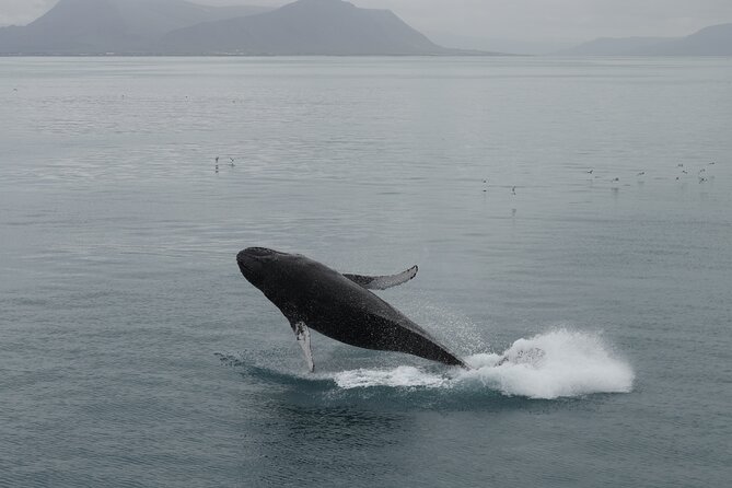 Whale Wonders Morning Expedition from Reykjavík - Photos, the Onboard Bar, and What Makes a Good Session