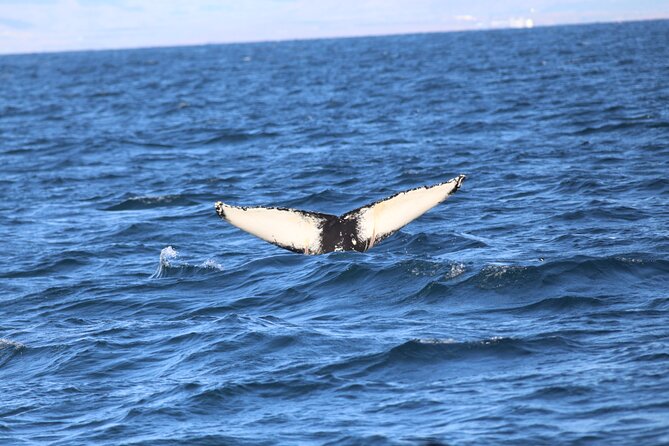 Whale Wonders Morning Expedition from Reykjavík - Price and Value: Is $97 a Good Deal?