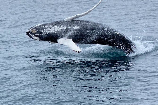 Whale Wonders Morning Expedition from Reykjavík - Meeting at Geirsgata 11, and Why Timing Actually Matters