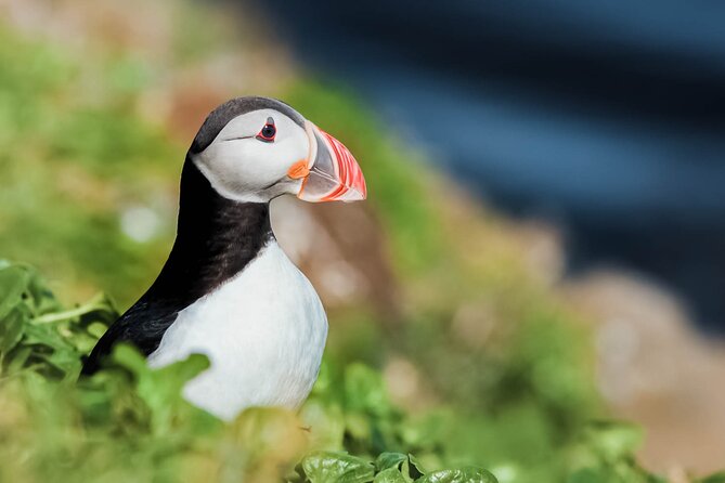Whales and Puffins Tour from Husavik - Key highlights worth your time