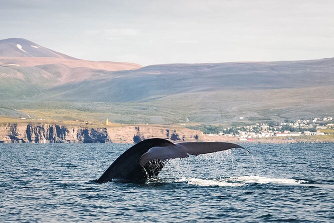 Whales and Puffins Tour from Husavik - Puffin Island timing: why your date drives everything