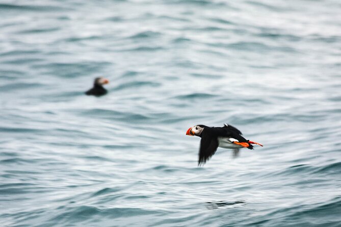 Whales and Puffins Tour from Husavik - The whale and dolphin chase, minus the anxiety