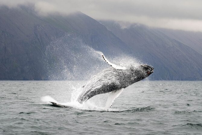 Whales and Puffins Tour from Husavik - Boat comfort that actually matters in Iceland