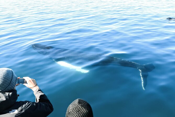 Whales and Puffins Tour from Husavik - What species you might see, and how to frame success