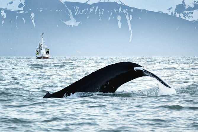 Whales and Puffins Tour from Husavik - Weather reality and what can change at sea