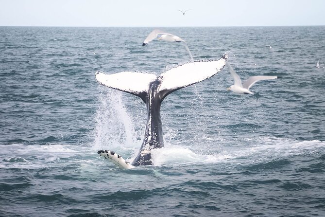 Whales and Puffins Tour from Husavik - The first half on the water: puffins first, then whales