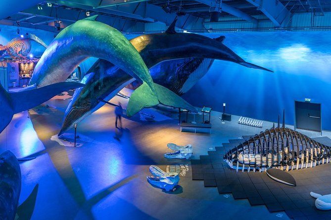 Whales Of Iceland Admission Ticket - Key Highlights You Should Not Miss