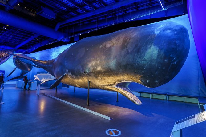 Whales Of Iceland Admission Ticket - Why This Whale Museum Works So Well in Reykjavík