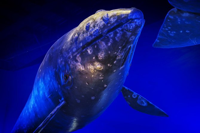 Whales Of Iceland Admission Ticket - How to Pace It: 1 to 2 Hours Without Rushing