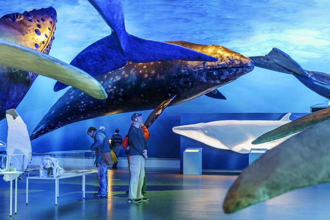 Whales Of Iceland Admission Ticket - Family-Friendly, Including a Place for Kids to Reset