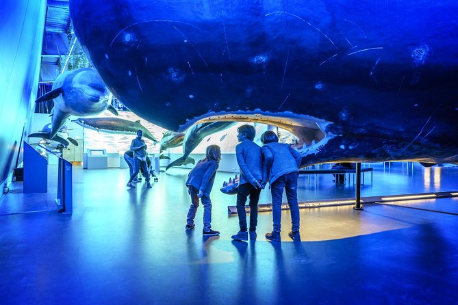 Whales Of Iceland Admission Ticket - Price and What $34.84 Buys You