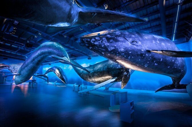 Whales of Iceland from Land and Sea - Key highlights worth planning around