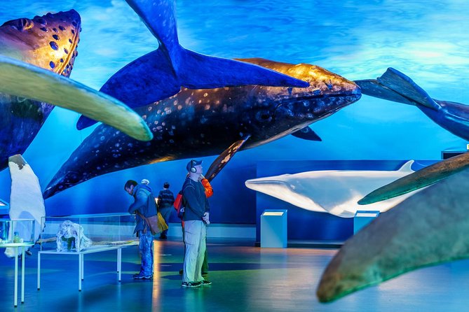 Whales of Iceland from Land and Sea - What If You Don’t See a Whale? The Tour’s Fair Plan for a Tough Day