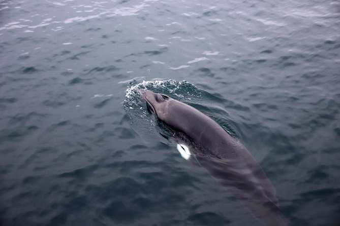 Whales of Iceland from Land and Sea - Comfort, Crowd Control, and Where You Want to Stand