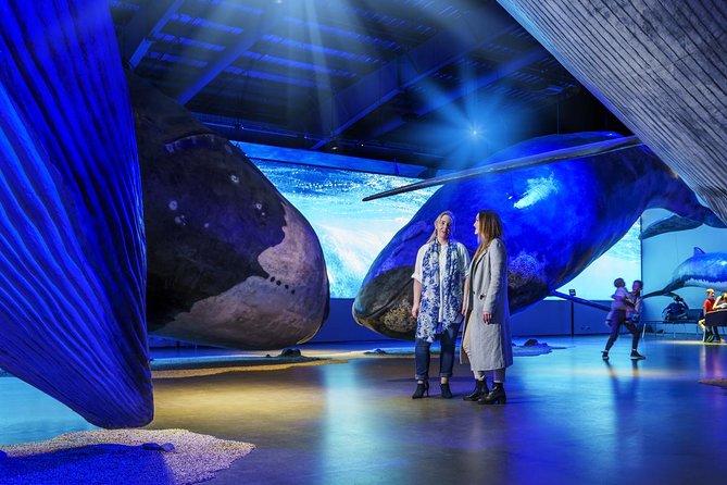 Whales of Iceland from Land and Sea - Price and Value: What You Really Get for $120.15