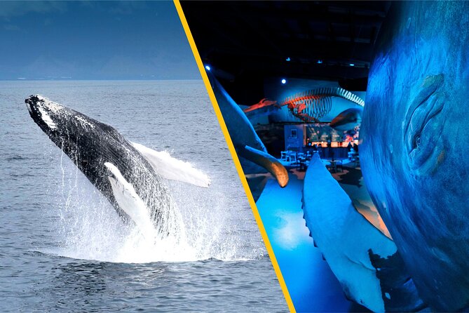 Whales of Iceland from Land and Sea - Onboard with a Biologist: Scanning Faxaflói Bay for Real-World Whale Clues