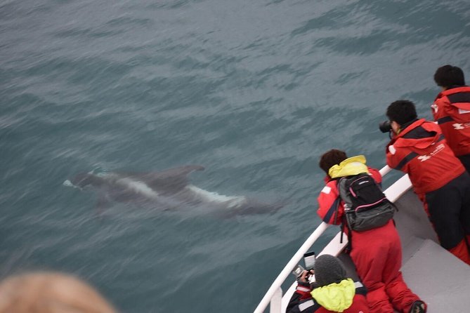 Winter Whale Watching and Northern Lights Cruise from Reykjavik - Key points you’ll care about