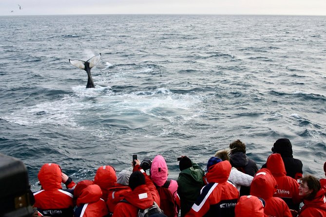 Winter Whale Watching and Northern Lights Cruise from Reykjavik - Wildlife Exhibition and live English commentary: learning that actually helps