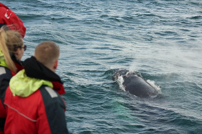 Winter Whale Watching and Northern Lights Cruise from Reykjavik - Price and value for $198: what makes the combo feel fair