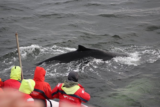 Winter Whale Watching and Northern Lights Cruise from Reykjavik - Who this winter combo suits best (and who might skip it)