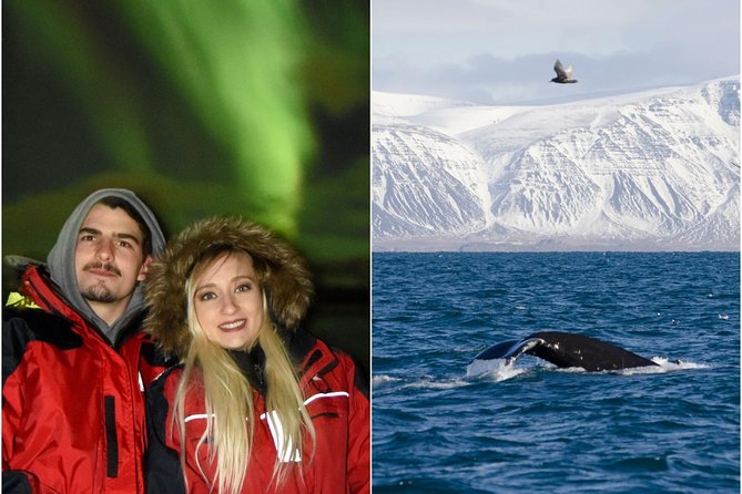 Winter Whale Watching and Northern Lights Cruise from Reykjavik - Afternoon whale watching on Elding boats: what to look for in 3 hours